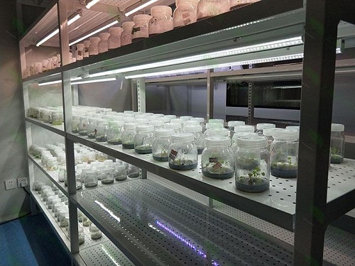 林州植物组织培养实验室设计建设方案